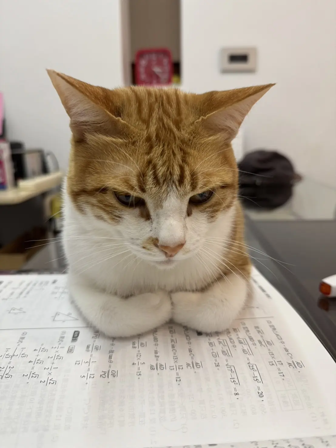 民宿貓咪錢錢窩在書桌上的講義前