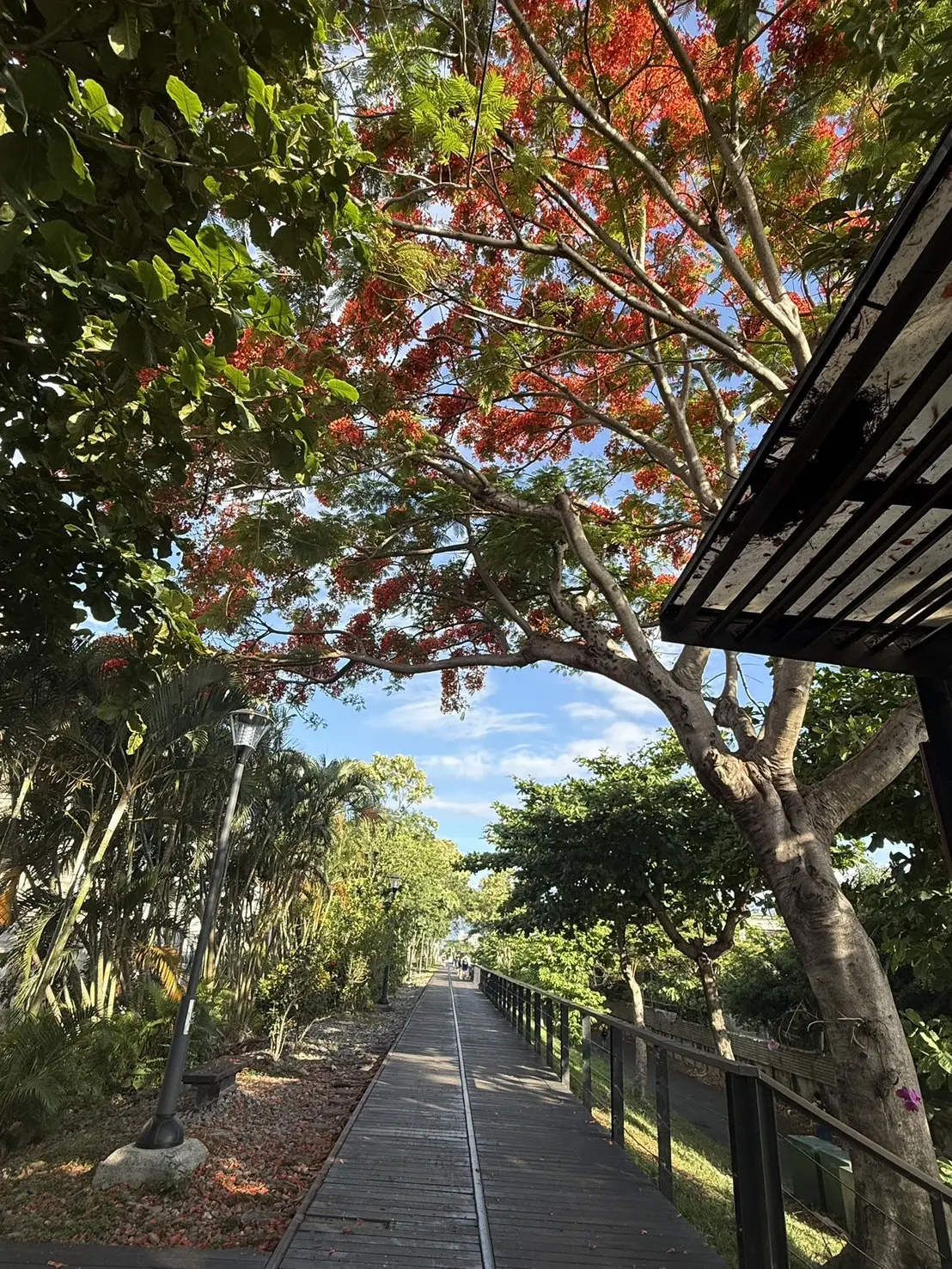鳳凰木盛開的木棧道,通往鐵花村方向